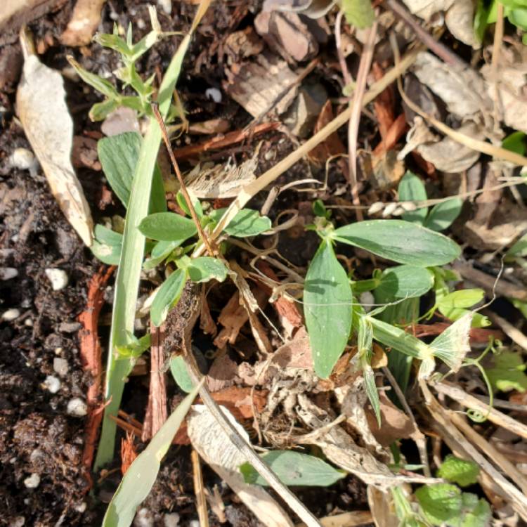 plant image 1448484 plant image 1448484