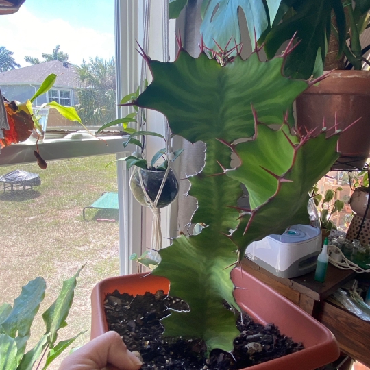 plant image 1449541
