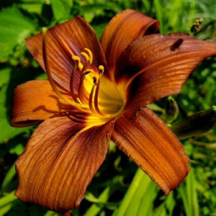 plant image 1451522