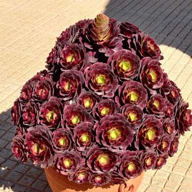 Aeonium