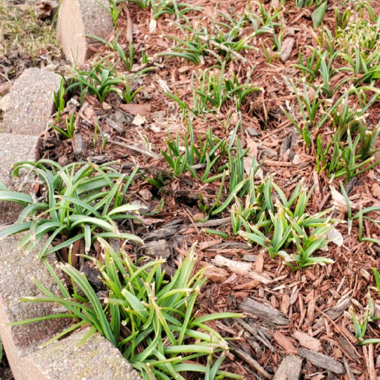 plant image 1453822