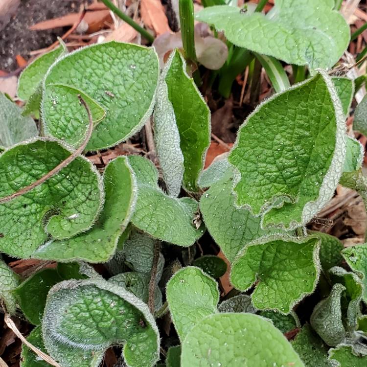 Plant image Brunnera sibirica