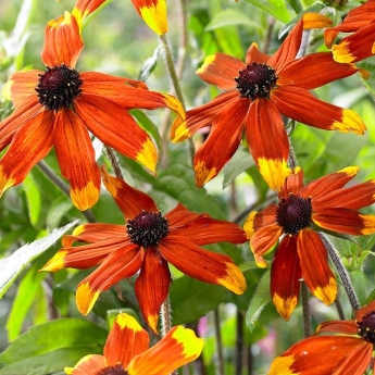 plant image 1456159 plant image 1456159