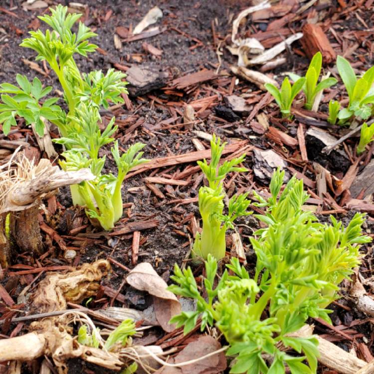 Plant image Dicentra Formosa