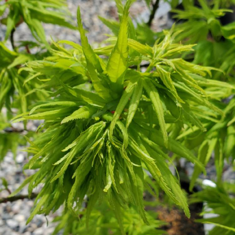 plant image 1461956