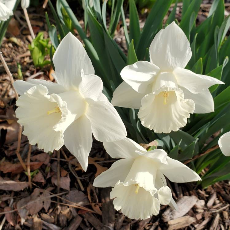 Plant image Narcissus 'Mount Hood'