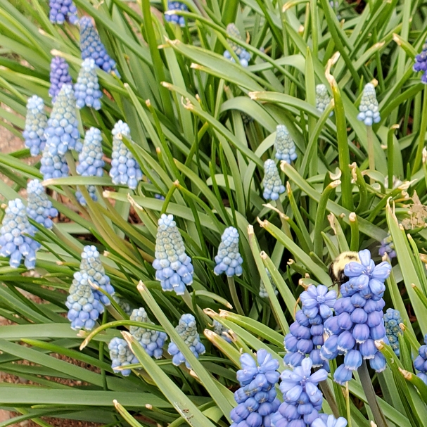 Plant image Muscari armeniacum 'Valerie Finnis'