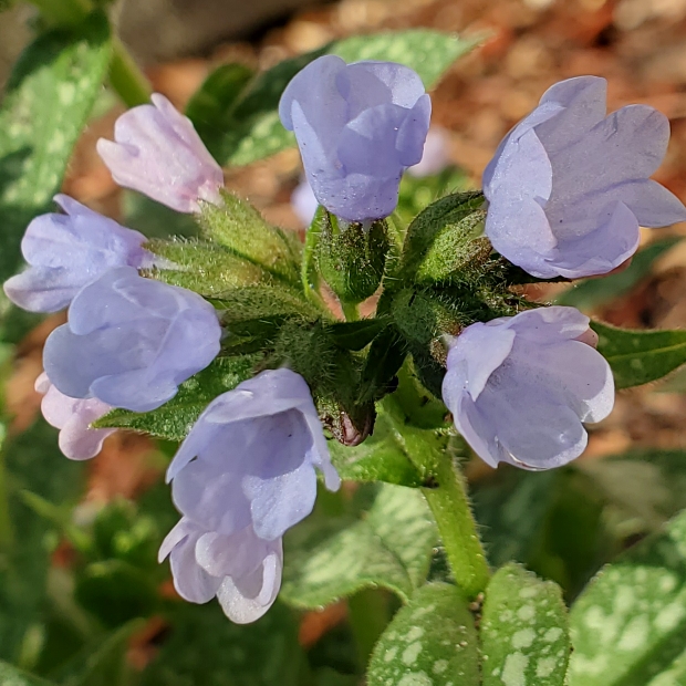 plant image 1464195