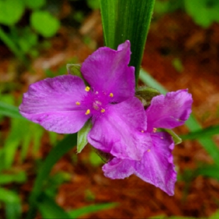 plant image 1469133