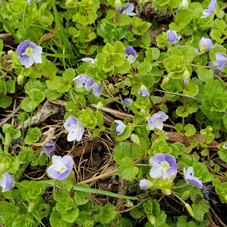 plant image 1469206