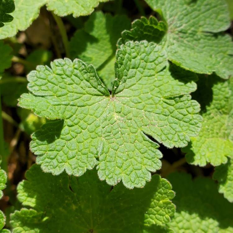 plant image 1469692