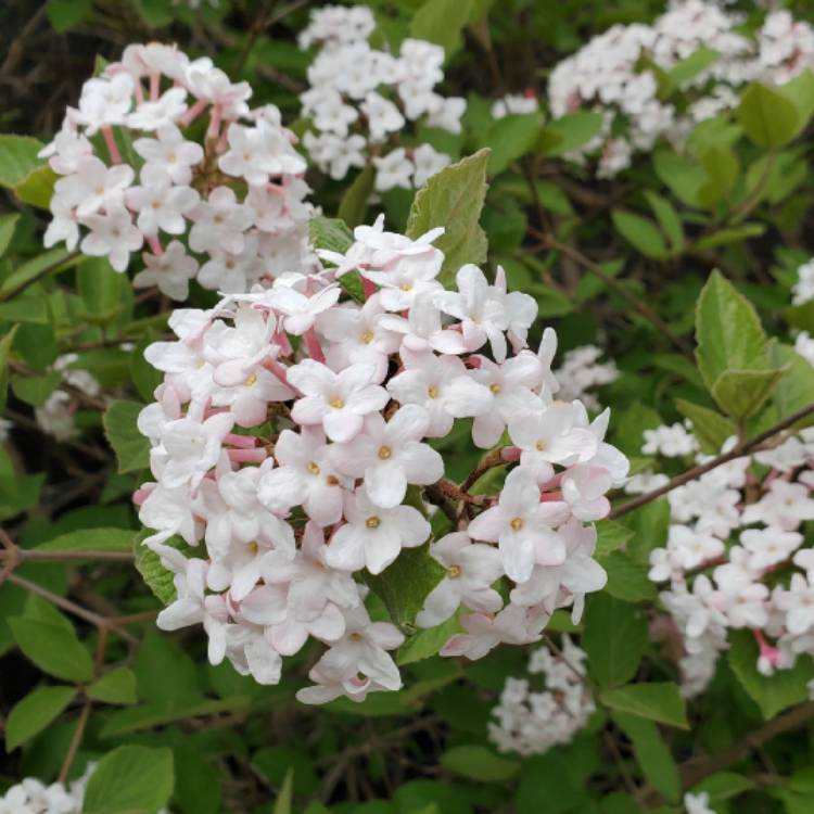plant image 1470214