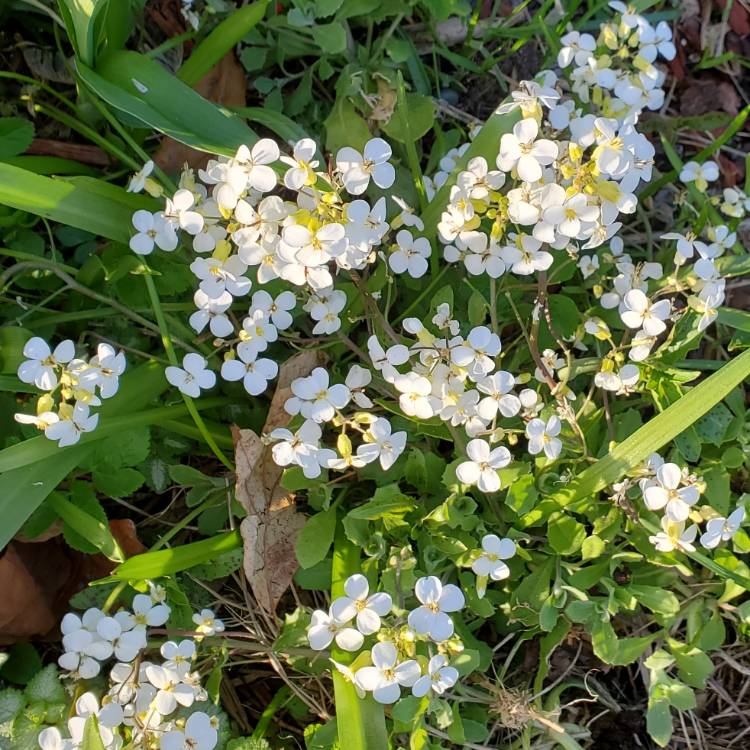 Plant image Arabis Caucasica Alpinum