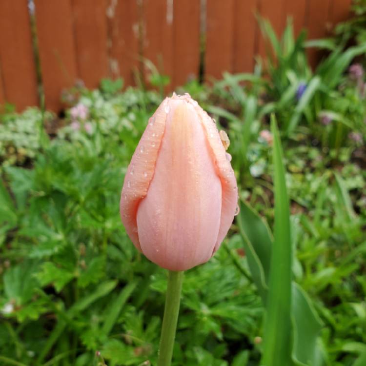 plant image 1472140