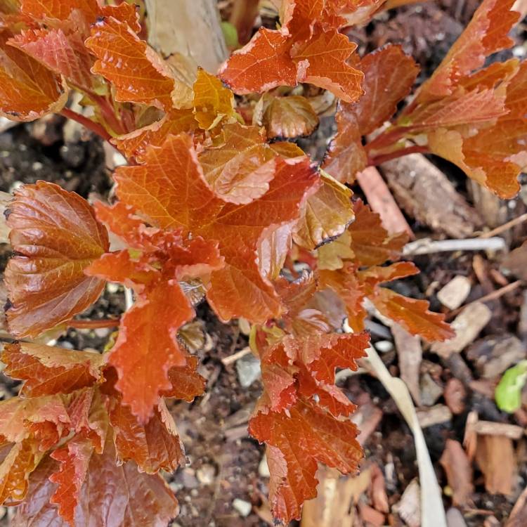 plant image 1475629 plant image 1475629