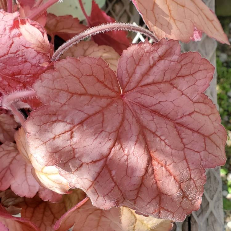 Plant image Heuchera 'Georgia Peach'