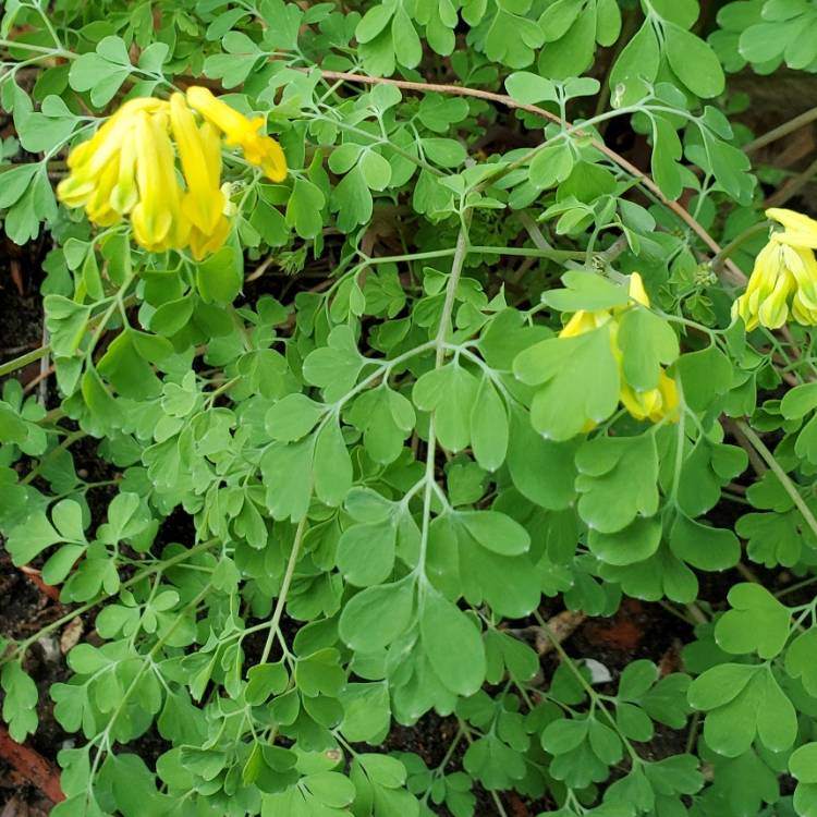 Plant image Pseudofumaria lutea syn. Corydalis Lutea,