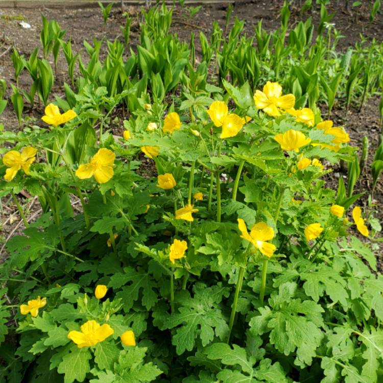 plant image 1475933 plant image 1475933