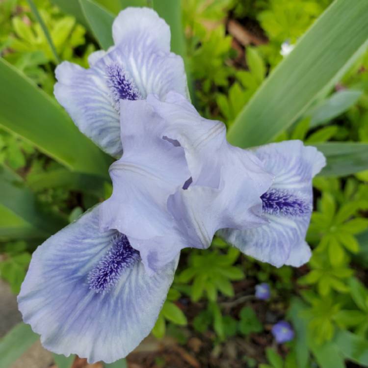 plant image 1478111