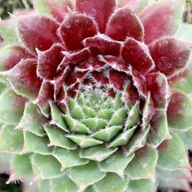 Sempervivum Itchen
