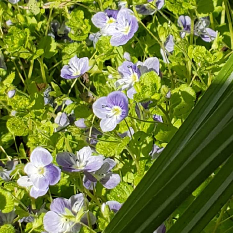 plant image 1478530