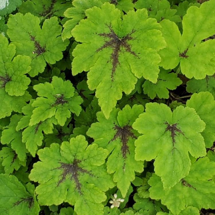 Plant image x Heucherella