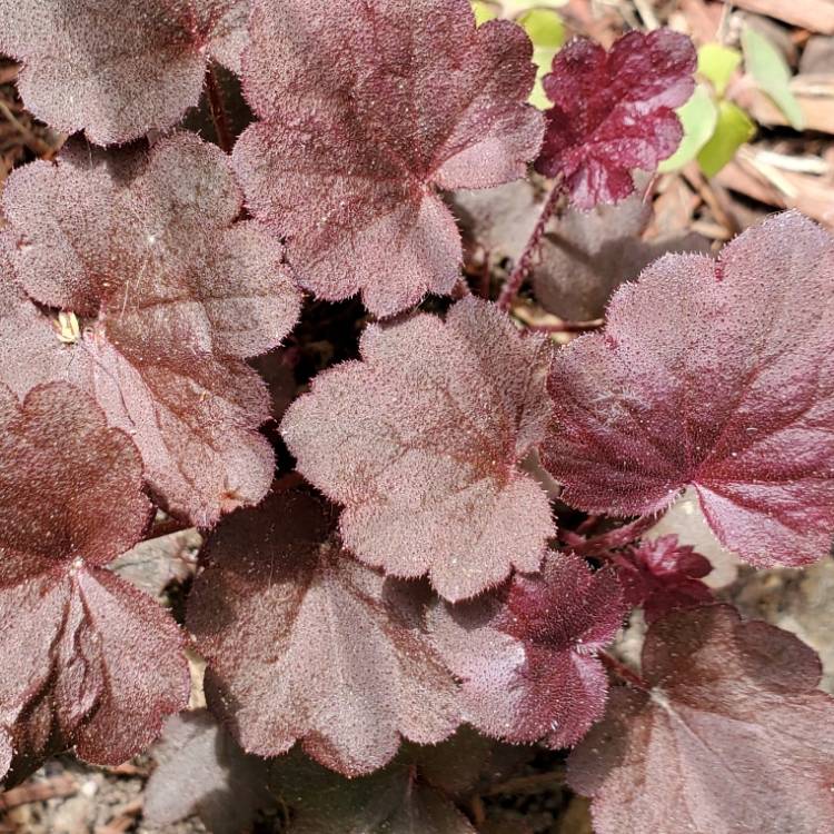 Plant image Heuchera villosa 'Palace Purple' syn. Heuchera sanguinea 'Palance Purple', Heuchera micrantha 'Palace Purple'