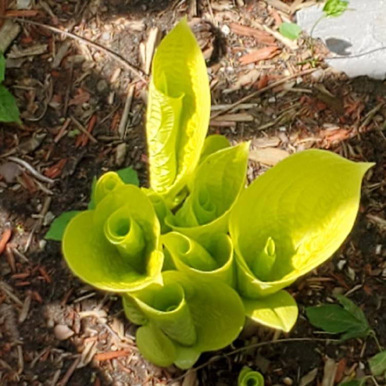 plant image 1479976