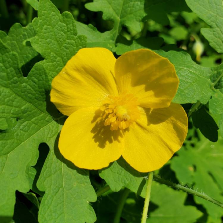 plant image 1479977 plant image 1479977