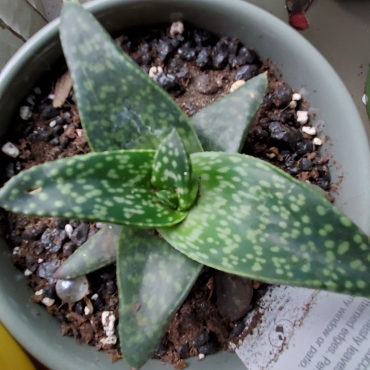 plant image 1483574 plant image 1483574