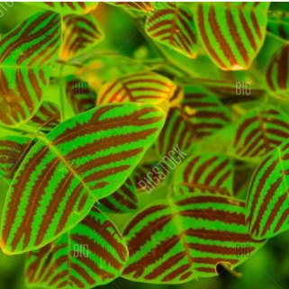 Plant image Christia obcordata