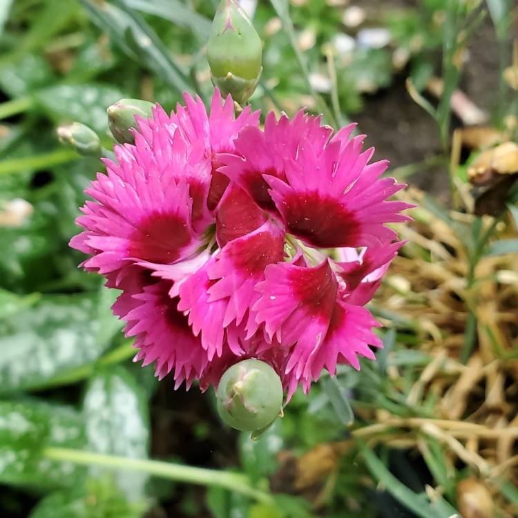 Plant image Dianthus Hybrid 'Starlette'