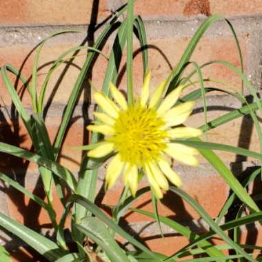 Tragopogon dubius