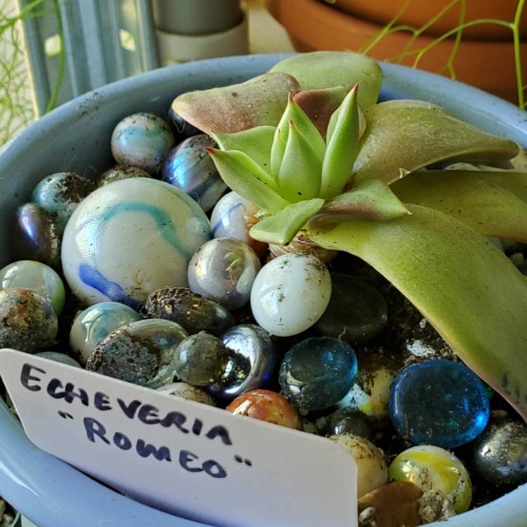 plant image 1486452 plant image 1486452