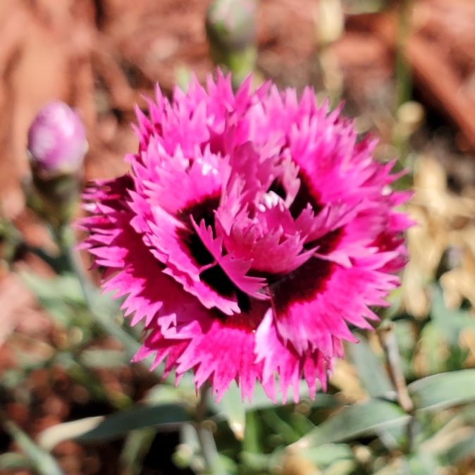 Plant image Dianthus Hybrid 'Starlette'