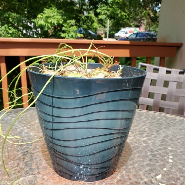 plant image 1491131 plant image 1491131