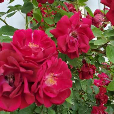 Rosa 'Dr. Huey' syn. Rosa 'Dr. Robert Huey', Rosa 'Shafter'