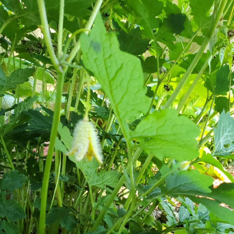 plant image 1495231 plant image 1495231