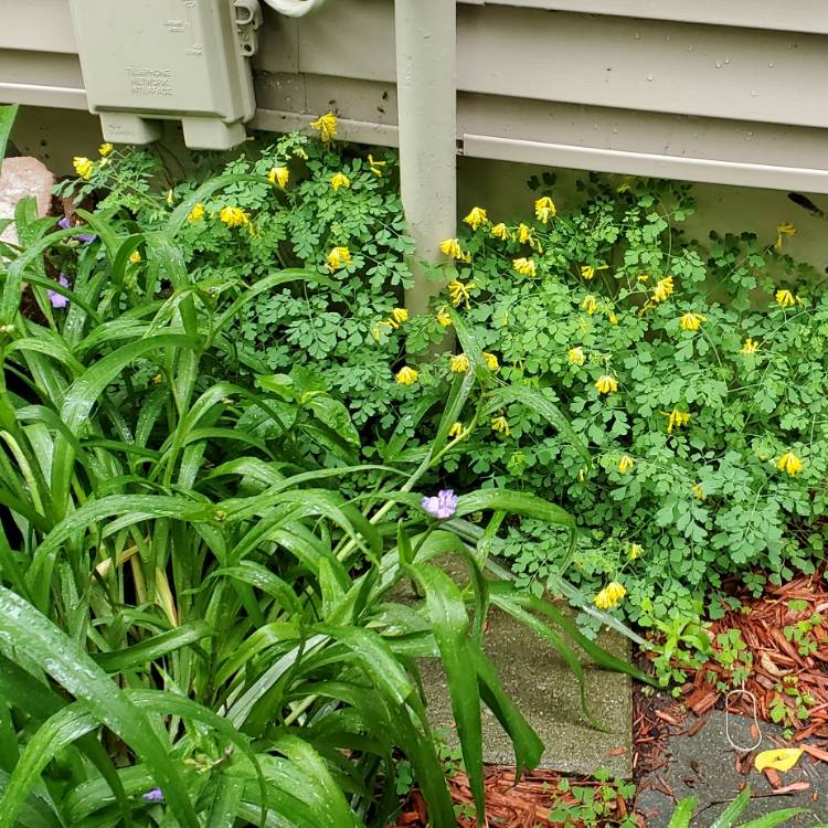 plant image 1498375