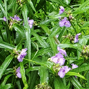 plant image 1499053 plant image 1499053