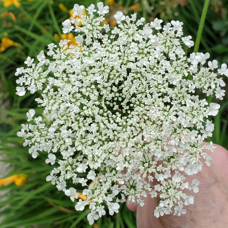 Plant image Daucus carota