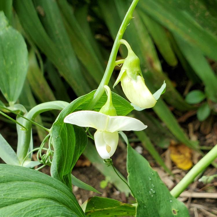 plant image 1499751 plant image 1499751