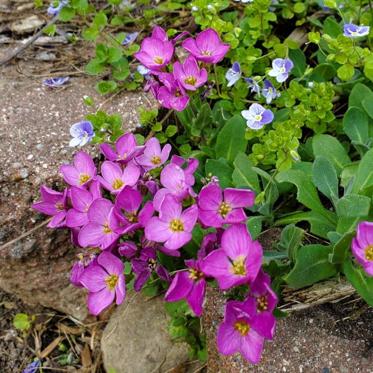 plant image 1502160
