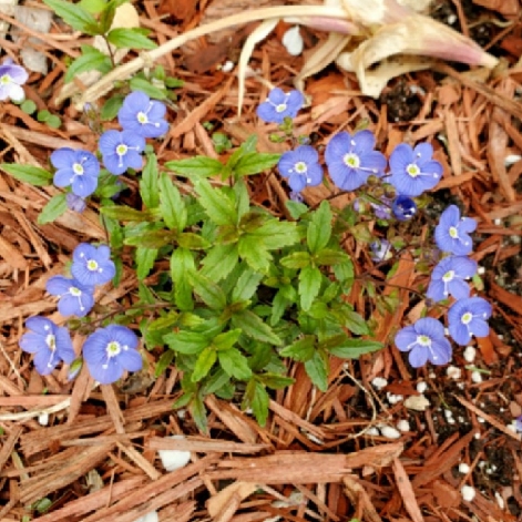 plant image 1502620