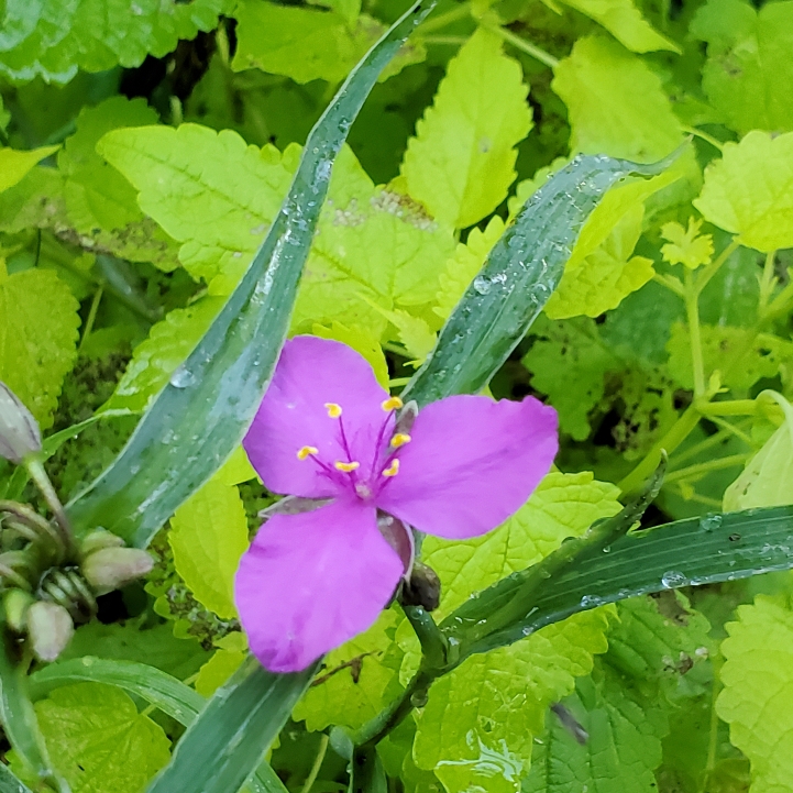 plant image 1502768 plant image 1502768