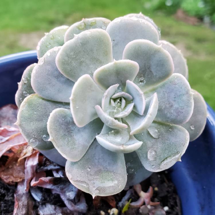 plant image 1502788