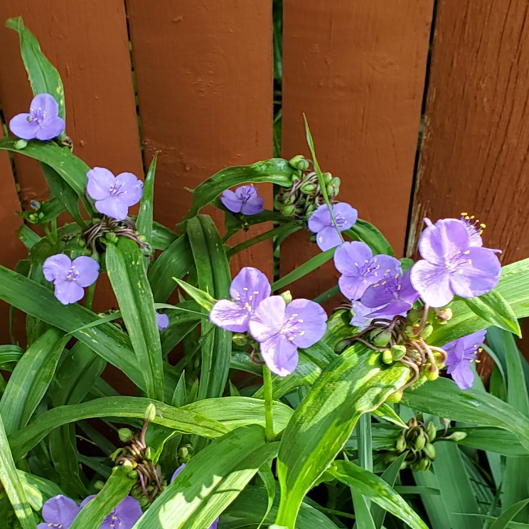 Plant image Tradescantia 'Outdoor plants'