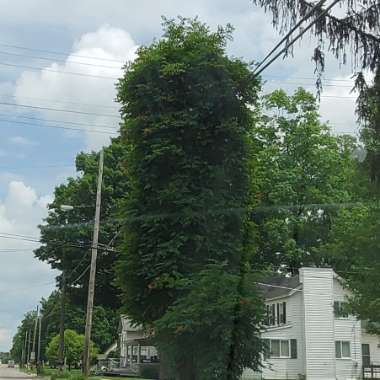 Campsis