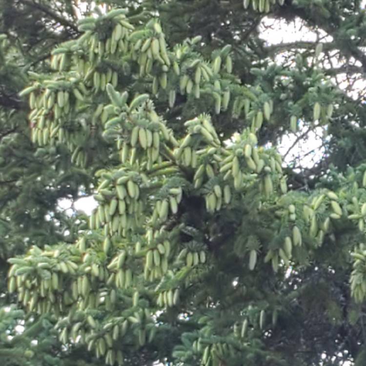 plant image 1504377