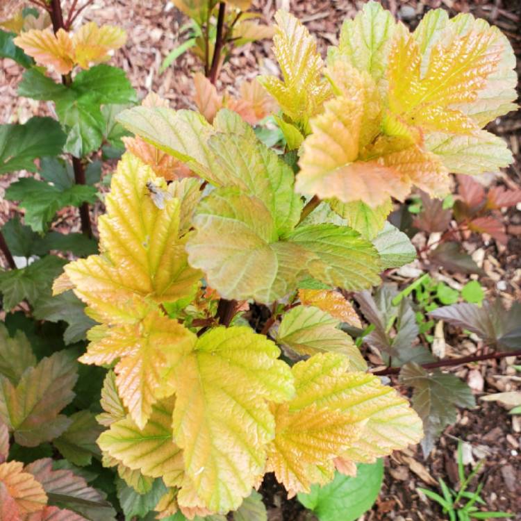 plant image 1504379 plant image 1504379
